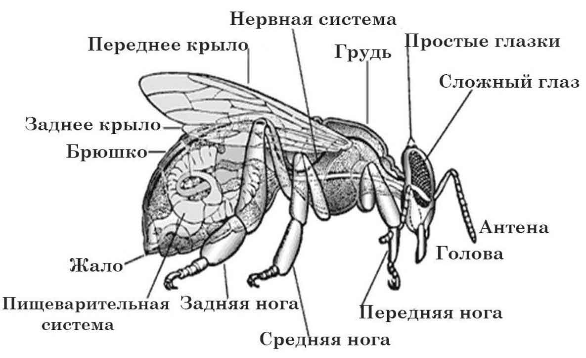 Отделы тела пчелы медоносной. ЖАЛОНОСНЫЙ аппарат пчелы строение. Строение пчелы хитин. Строение пчелы жало для детей. Внутреннее строение пчелы.