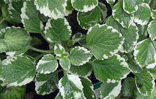 Plectranthus caninus